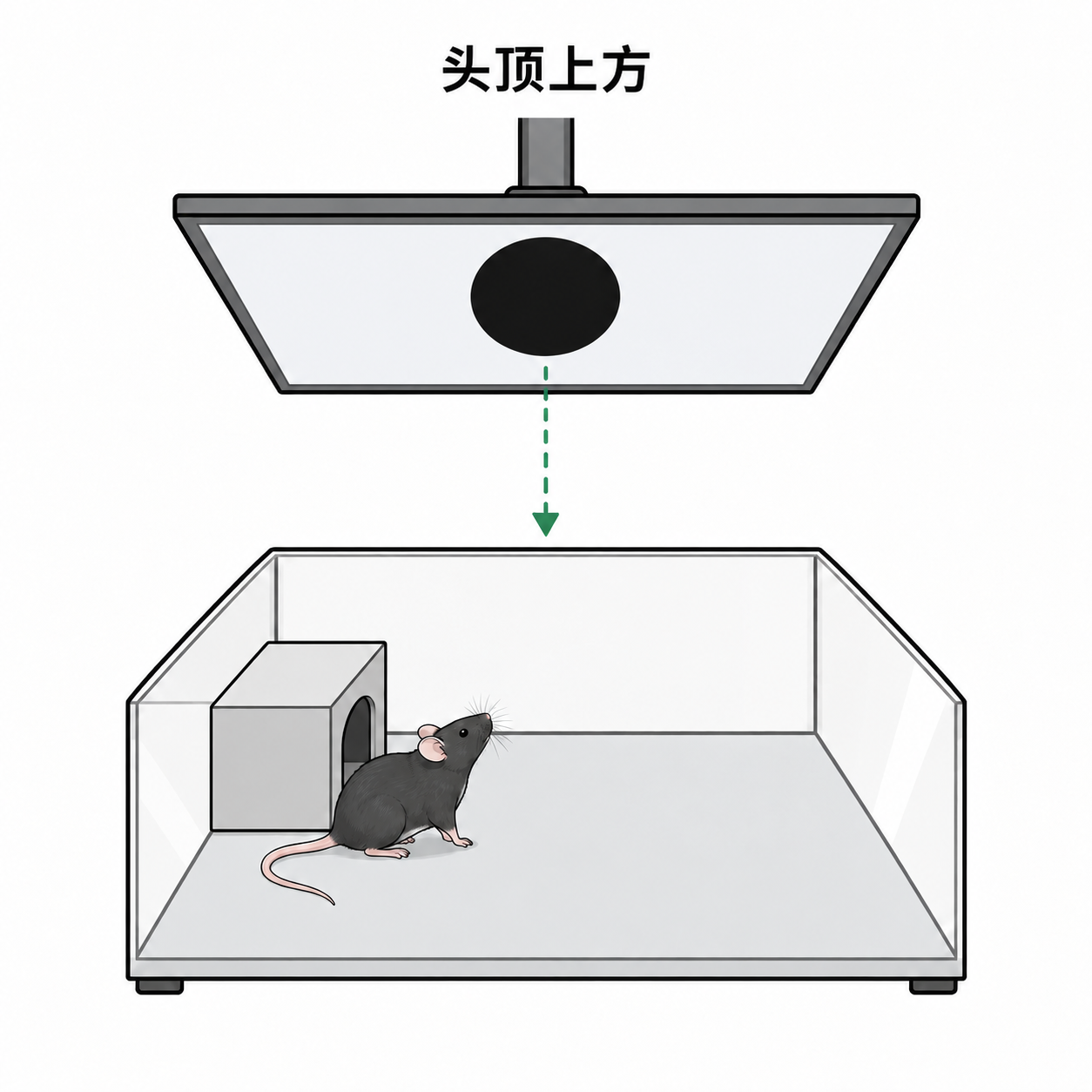 头顶上方