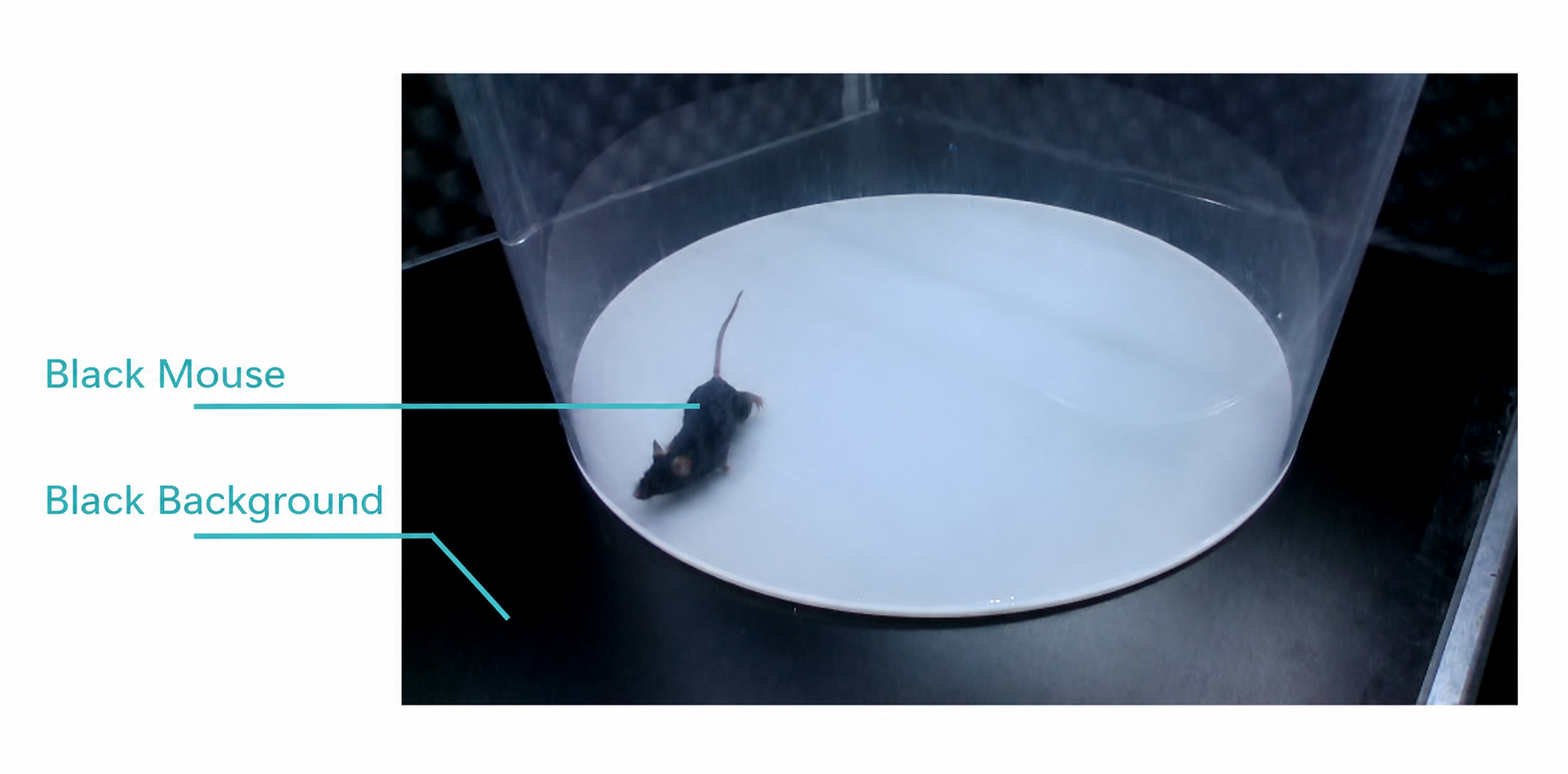 BlackMouse_BlackBackground