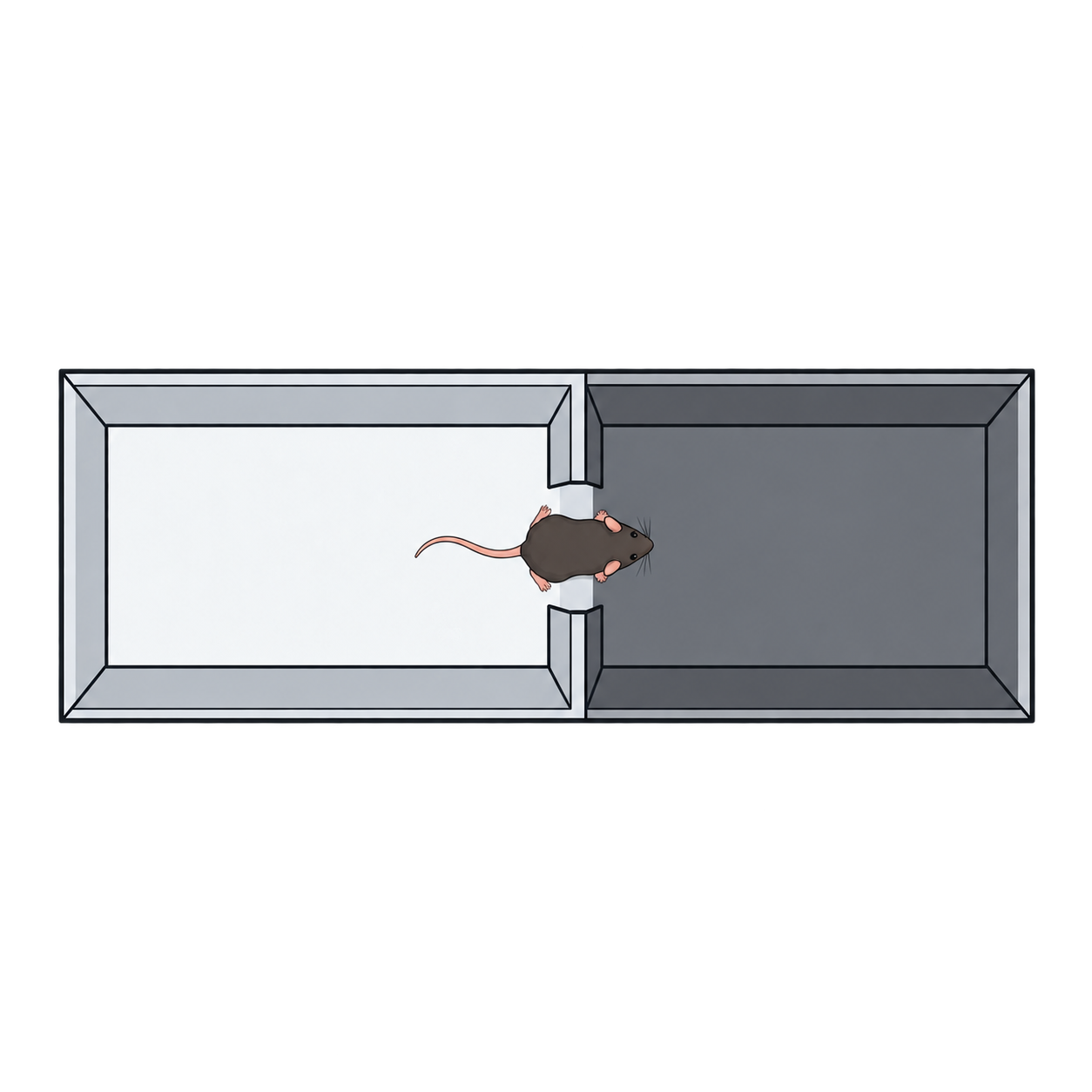 明暗箱