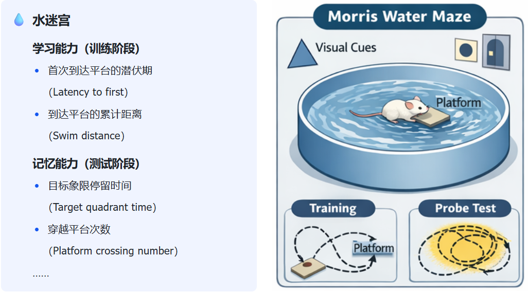 水迷宫 (Morris Water Maze)