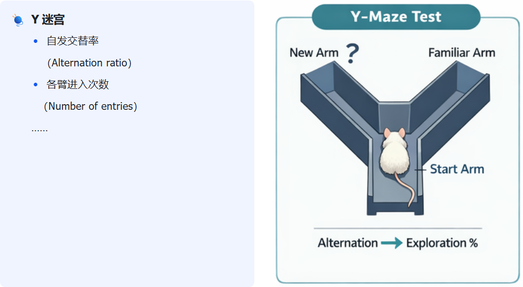 Y 迷宫 (Y-Maze)