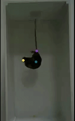 悬尾实验 (Tail Suspension Test)