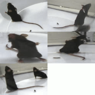 跳跃
