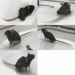 站立