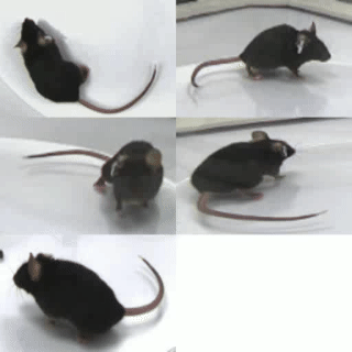 静止不动